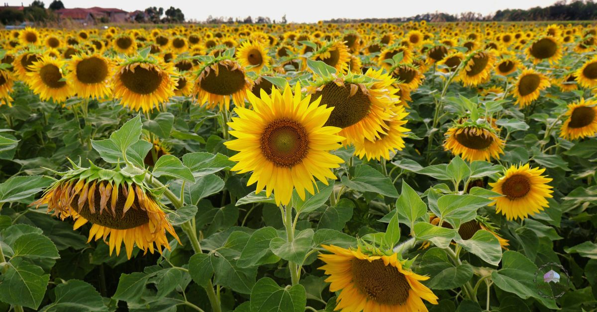 Full sun flowers
