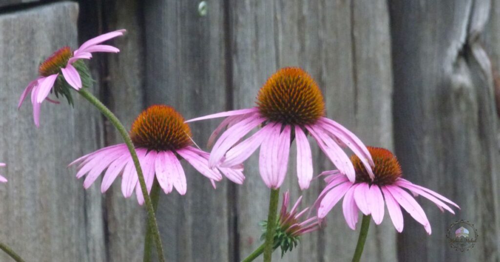 cone flowers